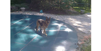 Pool Safety Cover With Dog